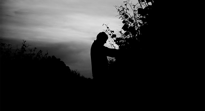 Night Harvest